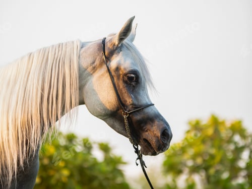 Preview: arabian, horse, mare, stallion, riding