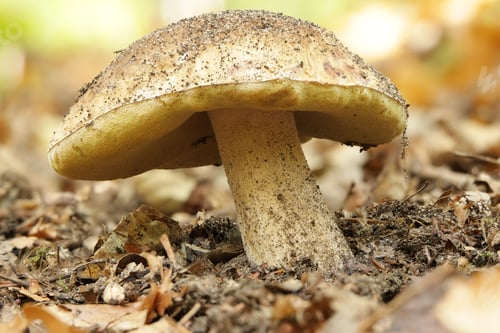 Preview: Closeup of a Hemileccinum impolitum mushroom in a forest