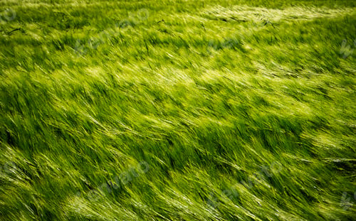 Preview: Full frame shot of young green wheat in the wind