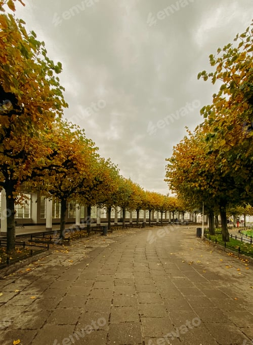 Preview: Avenue of trees with yellowing autumn leaves