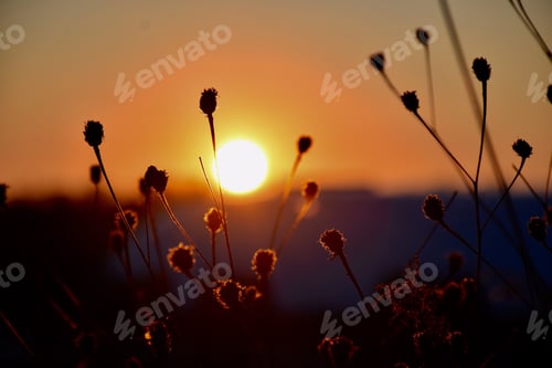 Preview: Sunset over a field with plants silhouette