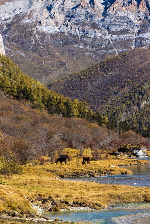 Preview: Colorful in autumn forest and snow mountain at Yading nature reserve, The last Shangri la