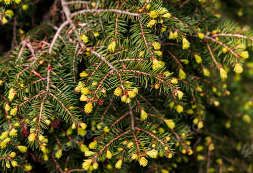 Preview: plant green background with branches of coniferous tree with spring bunches of needles Spruce