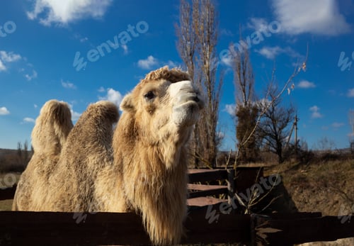 Preview: camel face close-up on a ranch in the village