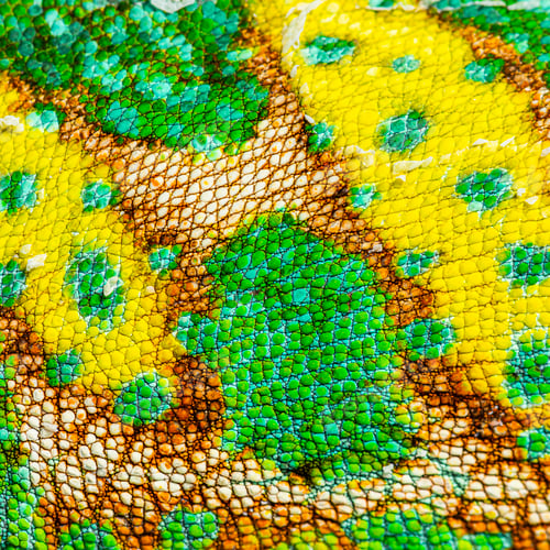 Preview: Macro, detail of a veiled chameleon skin and scales, Chamaeleo c