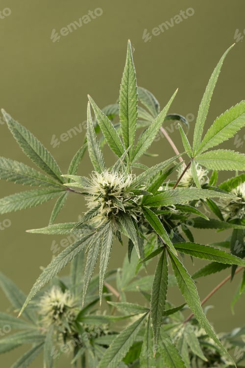 Preview: Cannabis. Bush marijuana on blurred green background. Isolated.