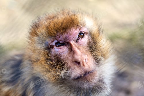 Preview: Close up shot of a monkey's face looking up