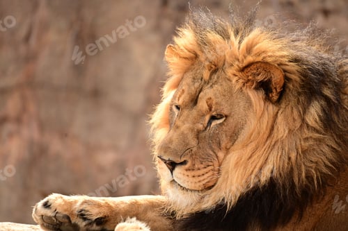 Preview: Close-up shot of a lion lying on a rocky surface in its natural habitat