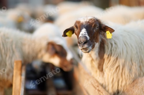 Vorschau: Schafe mit einem Etikett an den Ohren im Gehege auf dem Bauernhof. Herstellung von Wolle.