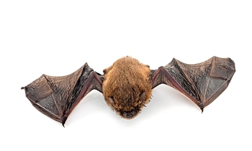 Preview: Pipistrellus pipistrellus in studio