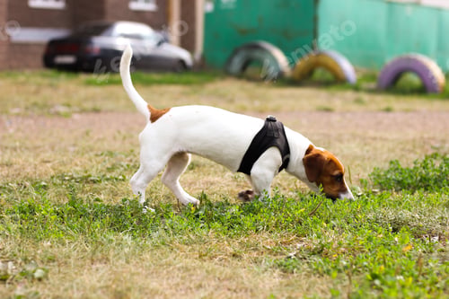 Preview: jack russell terrier playing on the grass on a summer day