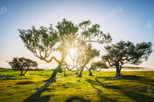 Preview: Fanal forest on Madeira island, Portugal