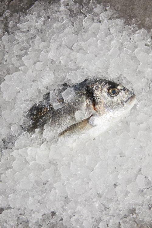 Preview: top view of raw gilt-head bream incrushed ice