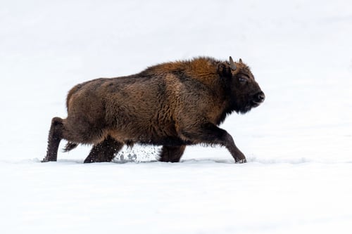 Preview: European bison (Bison bonasus) in natural habitat