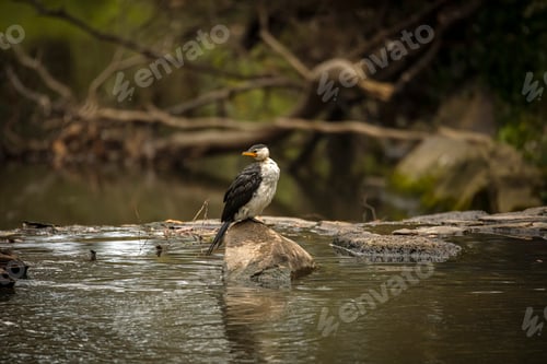Preview: Beautiful little spotted cormorant (Microcarbo melanoleucos) perched on a jagged rock in the lake