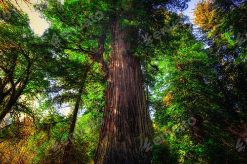 Preview: The Big Tree, Redwoods National & State Parks, California