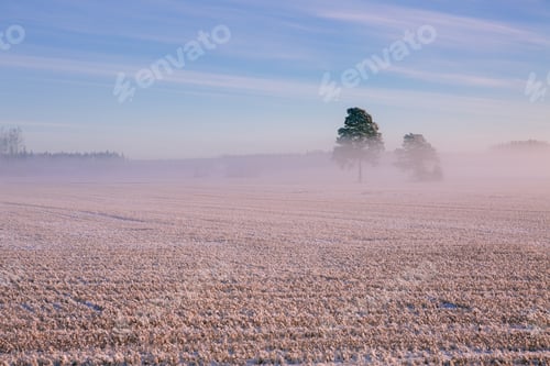 Preview: Morning winter landscape. Snow trees and frosty fog on the field.