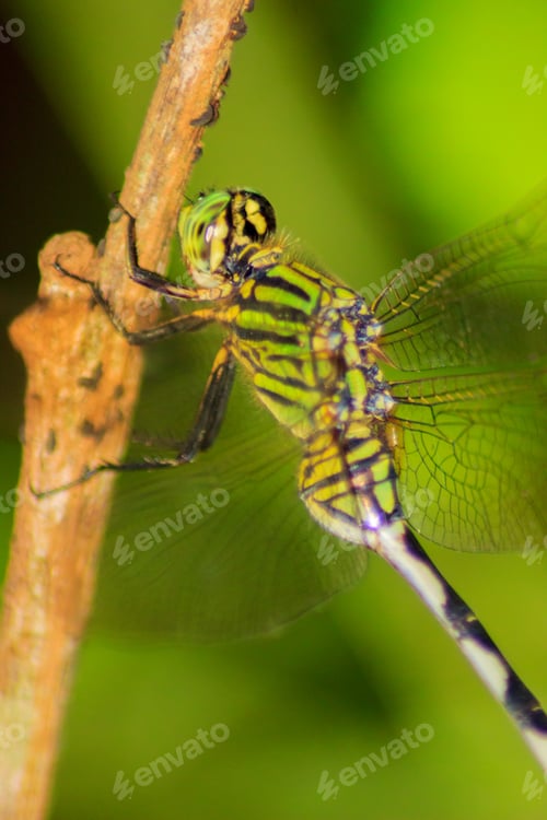 Preview: The beauty of the flower garden with its macro animals