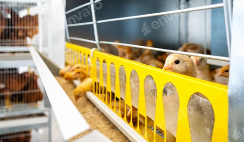 Preview: ISO brown day-old layer chicks in the cage rearing system.