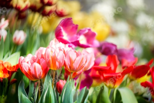 Preview: Beautiful multi-colored tulips on a blurred background. spring background