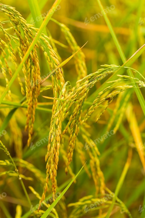 Preview: yellow green rice field
