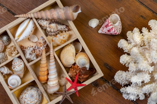 Preview: Seashell Collection