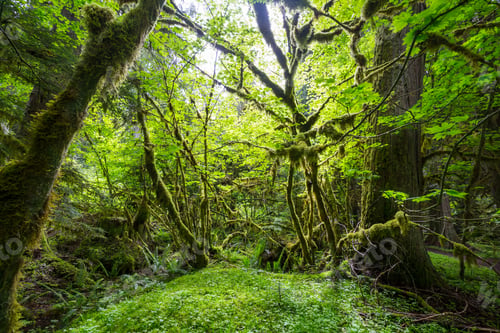 Preview: Rain forest