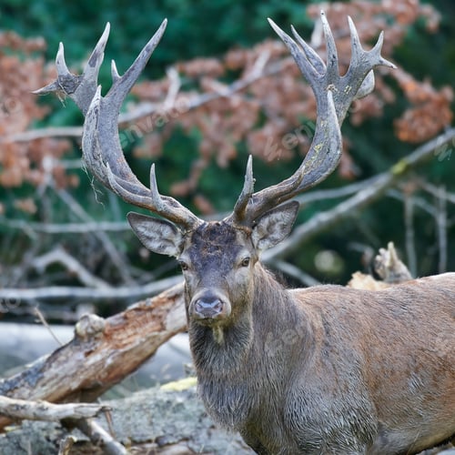 Preview: Red deer (Cervus elaphus)