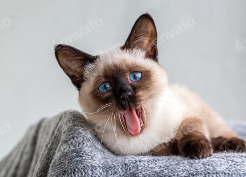 Preview: Cute kitten siamese cat indoor