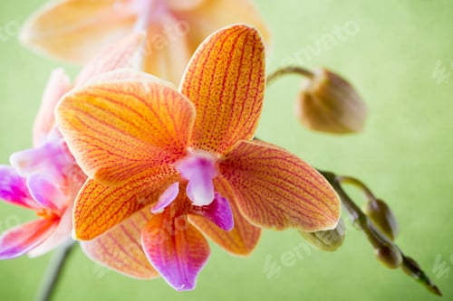 Preview: Orange orchid flower. Smooth back background. Studio photography.