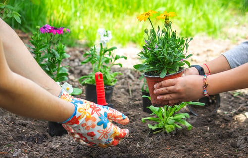 Preview: teen girl helps mother to plant flowers. Mom and her daughter were gardening over the weekend.