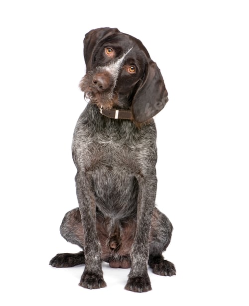Preview: German Shorthaired Pointer (4 years)