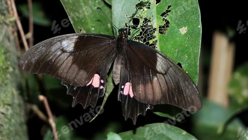 Preview: Mourning rose butterfly