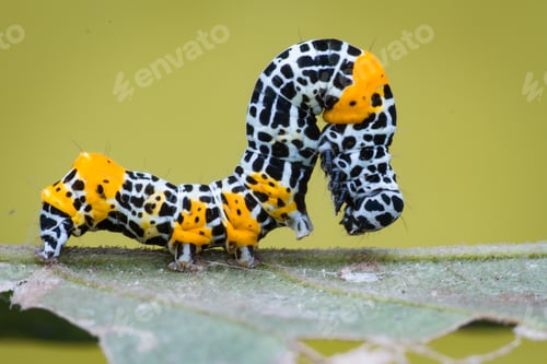 Preview: beautiful caterpillar