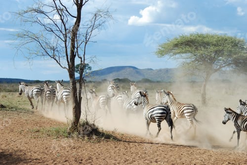 Preview: Zebras captured during the safari by the photographer while running in the park