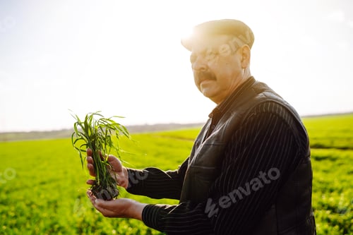 Preview: Young green wheat sprout in the hands of a farmer. Agriculture, gardening or ecology concept.
