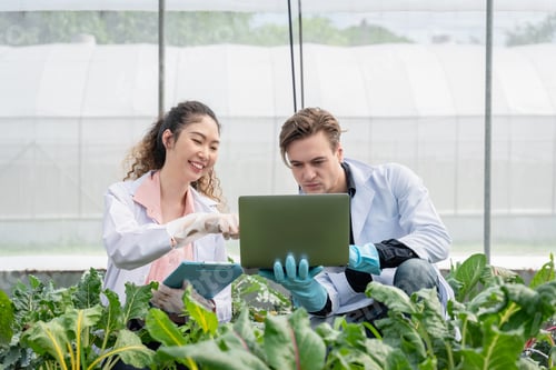 Preview: Agricultural researchers in the Industrial greenhouse analyze and hold tablets.