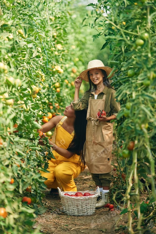 Preview: Helping mother. Woman and girl are in the garden with tomatoes together