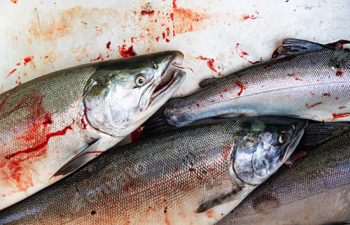 Preview: Fresh caught Coho salmon