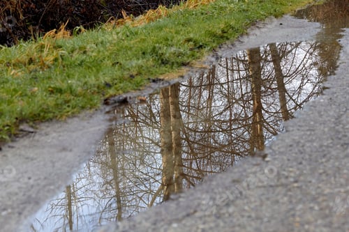 Preview: Upside Down Trees in a Puddle