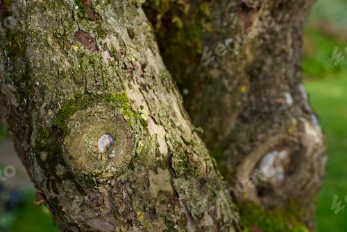 Preview: Huge tree in my garden - early spring. A garden of all seasons.