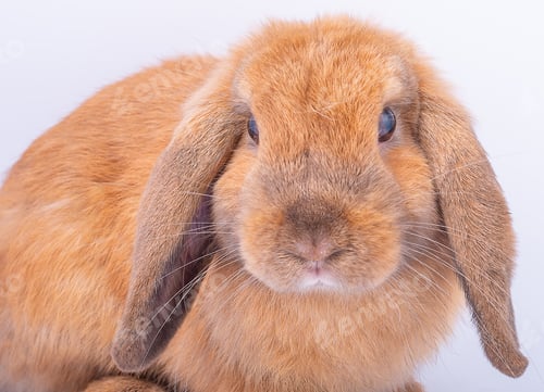 Preview: Close up to the face of little brown bunny rabbit with long ears on white background