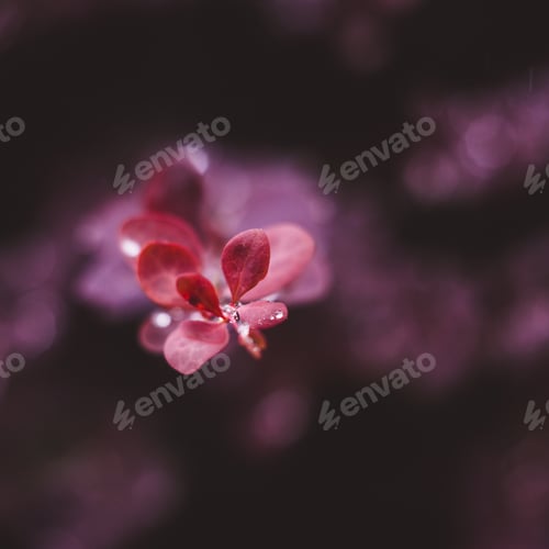 Preview: Wet red leaves with raindrops, macro background