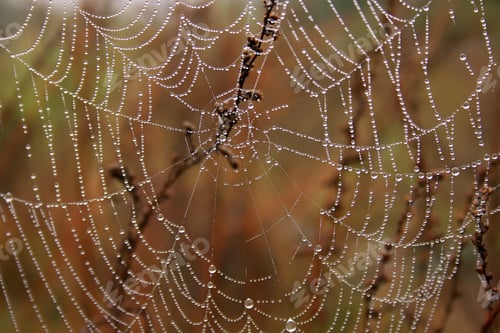 Preview: Morning dew on spider webs
