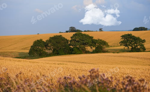 Preview: Harvest