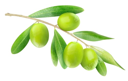 Preview: isolated branch with olives