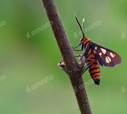 Preview: Tiger moth