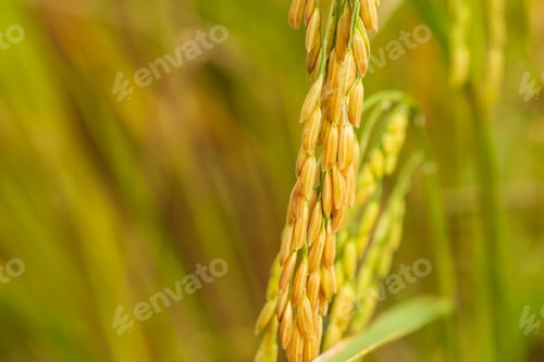 Preview: yellow green rice field