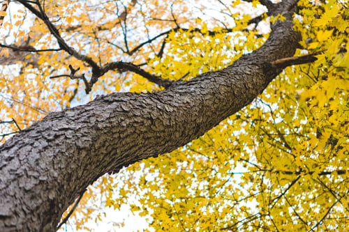 Preview: Tree with Yellow Leaves