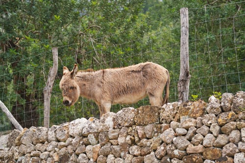 Preview: Donkey behind fence and stone wall in summer